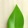 Leaf icon symbolizing sustainability